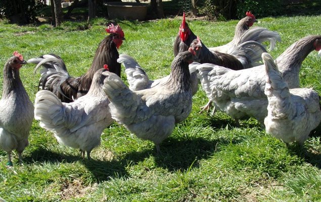 oeufs fécondés à couver de poules limousine et coqs de pêche limousin (envoi rapide et bien protégé)