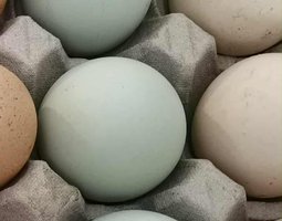 Oeufs fécondés d'araucana saumon dorée