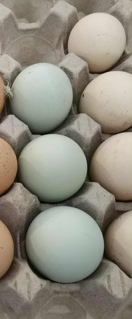 Oeufs fécondés d'araucana saumon dorée