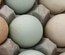 Oeufs fécondés d'araucana saumon dorée