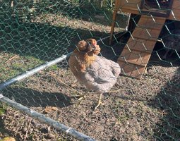 oeuf araucana et olivette