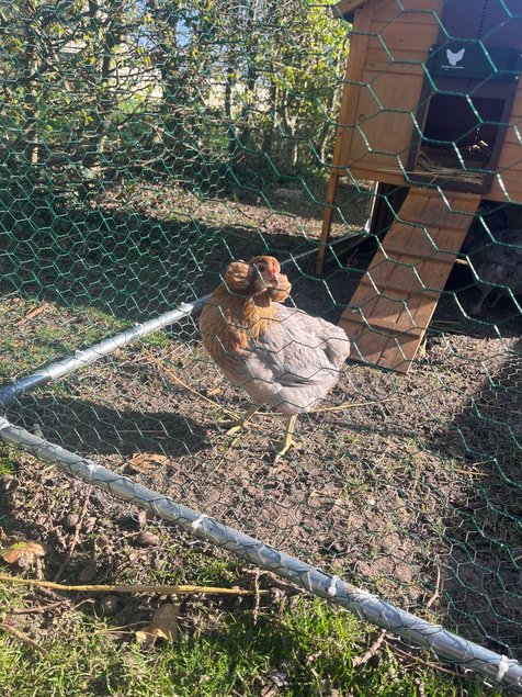 oeuf araucana et olivette