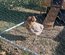 oeuf araucana et olivette