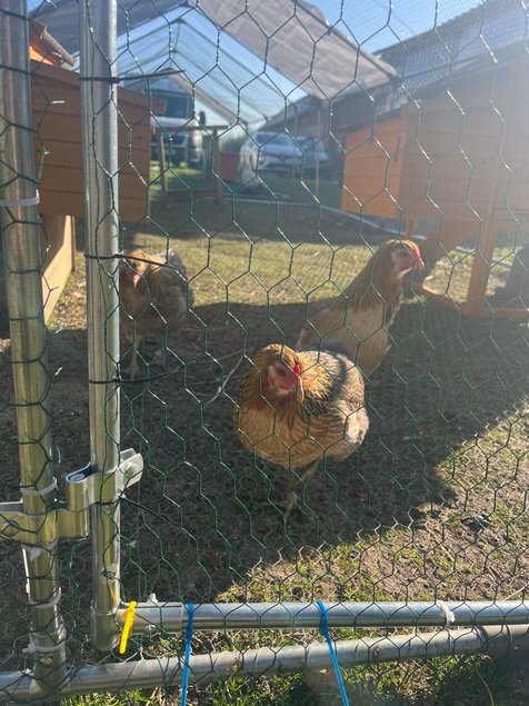 oeuf araucana et olivette