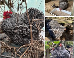 Oeufs fécondés de Pékin coucou lisse