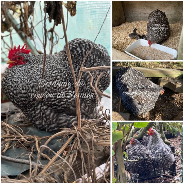 Oeufs fécondés de Pékin coucou lisse