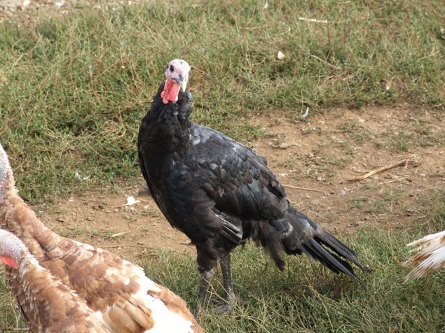 Dinde rouge des Ardennes mix