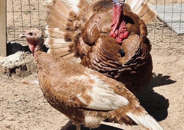 Dinde rouge des Ardennes mix