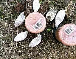 OEUF DE CAILLE DE CHINE