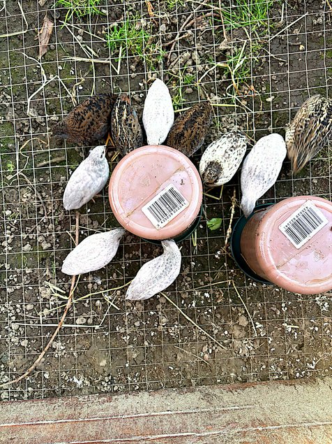 OEUF DE CAILLE DE CHINE