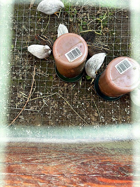 OEUF DE CAILLE DE CHINE