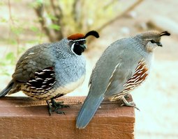 Colin de Gambel 🇺🇸