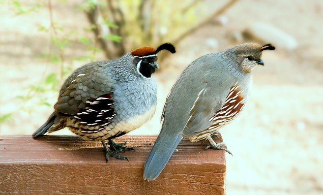 Colin de Gambel 🇺🇸