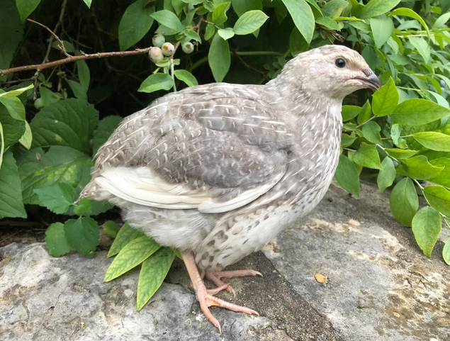 Caille du Japon couleur mix (argenté, caillouté, bleu...)