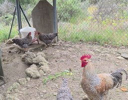 OEUFS FECONDES BIELEFELDER