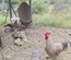 OEUFS FECONDES BIELEFELDER
