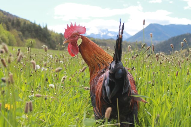 Leghorn