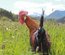 Leghorn