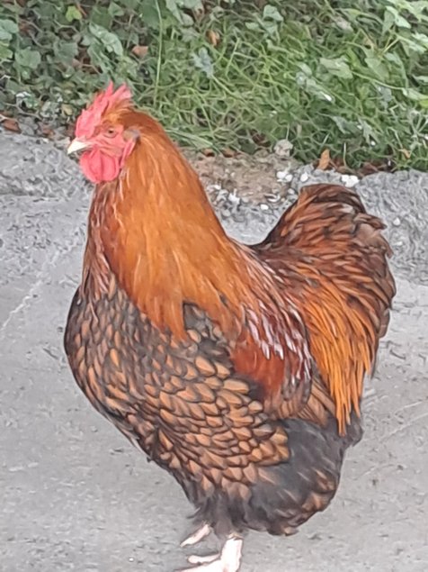 (HDP) Orpington fauve liseré noir GR
