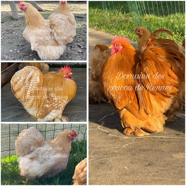 Oeufs fécondés de Pékin fauve et coucou fauve lisse