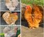 Oeufs fécondés de Pékin fauve et coucou fauve lisse