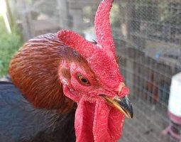 Cornuta di Caltanissetta 🇮🇹