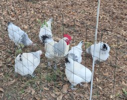 Oeufs fécondés Poules de Contres