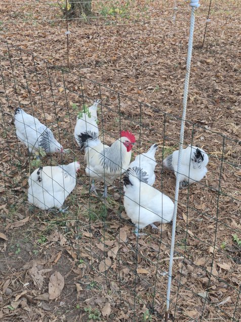 Oeufs fécondés Poules de Contres