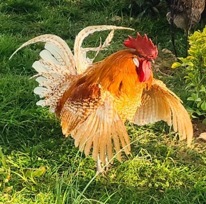 Braekel doré