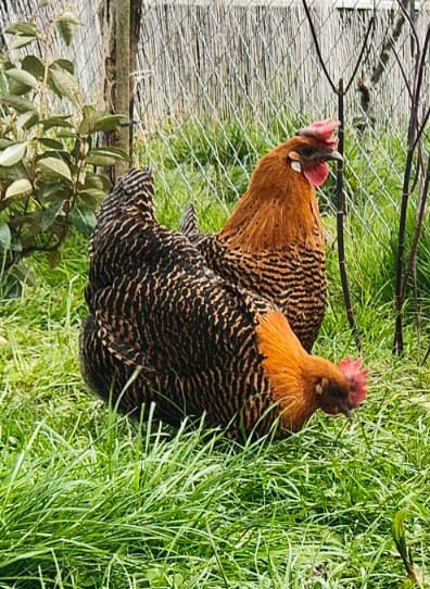 Braekel doré
