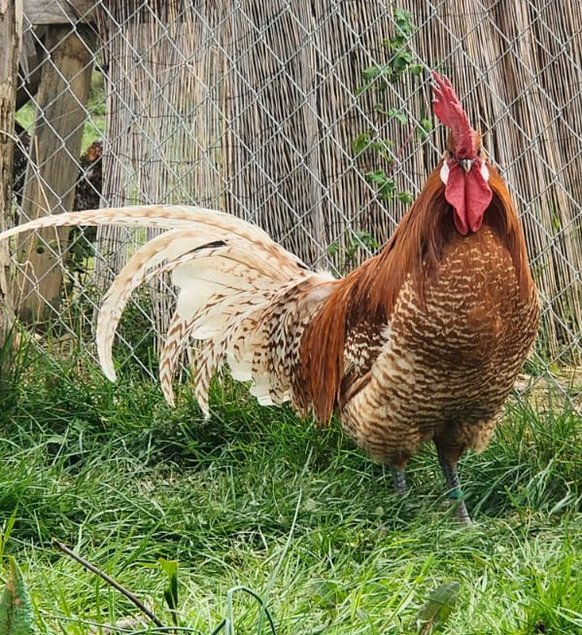 Braekel doré