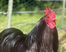 Œufs fécondés bantam de Pékin noir