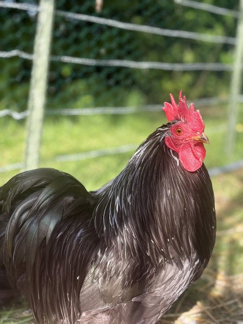 Œufs fécondés bantam de Pékin noir