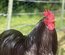 Œufs fécondés bantam de Pékin noir