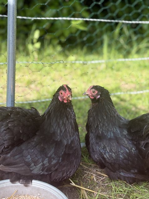 Œufs fécondés bantam de Pékin noir