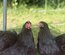 Œufs fécondés bantam de Pékin noir