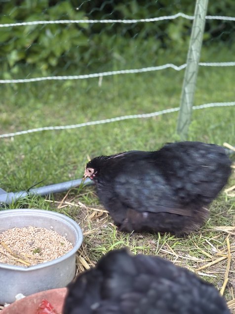 Oeufs fécondés bantam pékin noir PROMOTION pour 12 oeufs à 15 euros