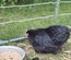 Oeufs fécondés bantam pékin noir PROMOTION pour 12 oeufs à 15 euros