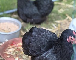 Oeufs fécondés bantam pékin noir PROMOTION pour 12 oeufs à 15 euros