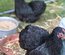 Oeufs fécondés bantam pékin noir PROMOTION pour 12 oeufs à 15 euros