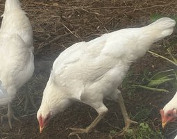 Ayam Ketawa (coq qui rigole)