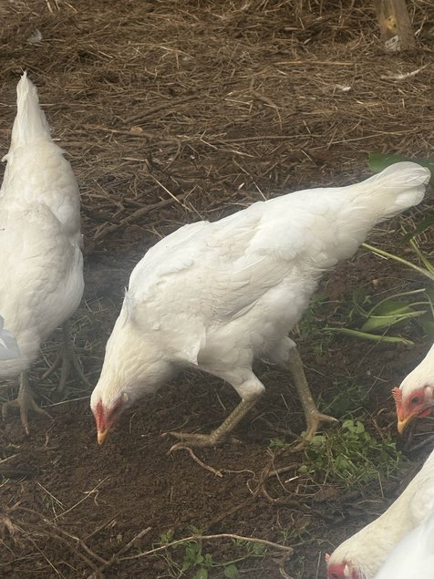 Ayam Ketawa (coq qui rigole)