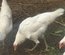 Ayam Ketawa (coq qui rigole)