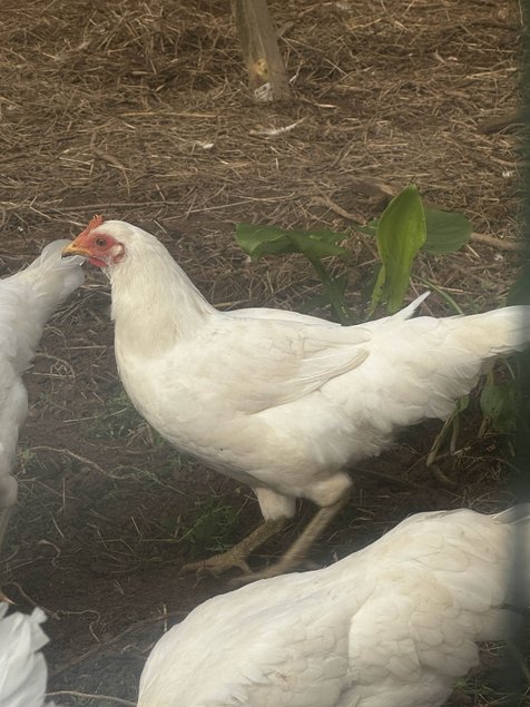 Ayam Ketawa (coq qui rigole)