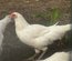 Ayam Ketawa (coq qui rigole)