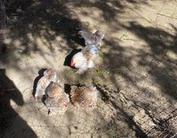oeufs fécondés pékin fauve caillouté blanc