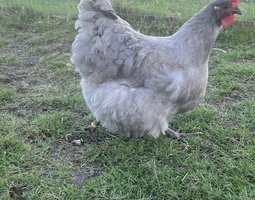 Oeufs fécondés orpington lavande