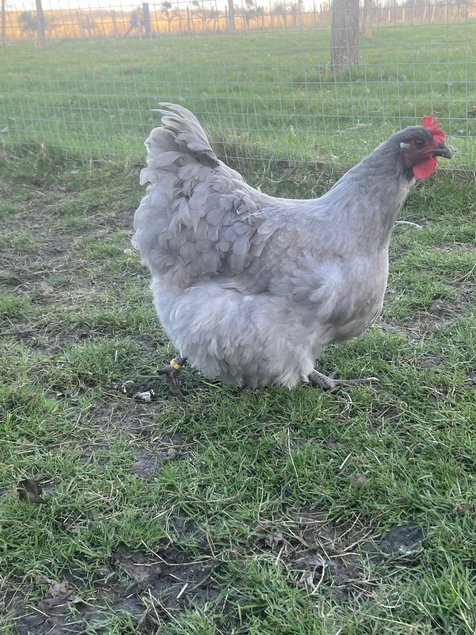 Oeufs fécondés orpington lavande