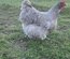 Oeufs fécondés orpington lavande