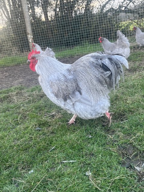 Oeufs fécondés orpington lavande